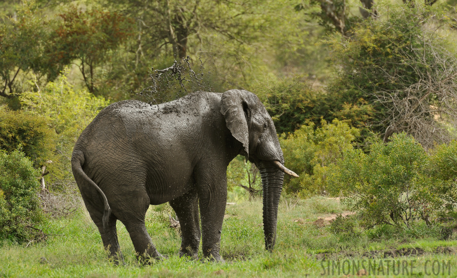 Loxodonta africana [550 mm, 1/500 sec at f / 8.0, ISO 800]
